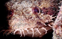 "A face only a mother could love" This photo of a Large E... by Steven Anderson 